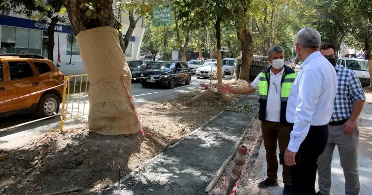 Tarihi çınarları gözümüz gibi koruyoruz