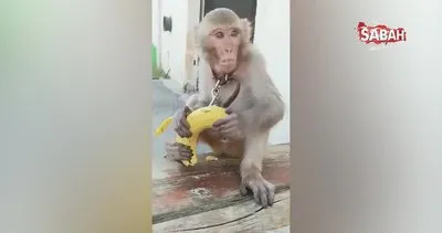 Adana’da başıboş maymun bulundu | Video