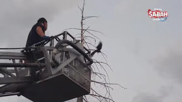 Tokat'ta ağaçta asılı kalan kargayı itfaiye kurtardı