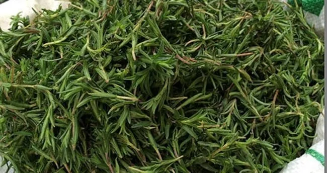 Zahter Nedir? İşte Zahter Çayı Yapılışı Ve Faydaları!