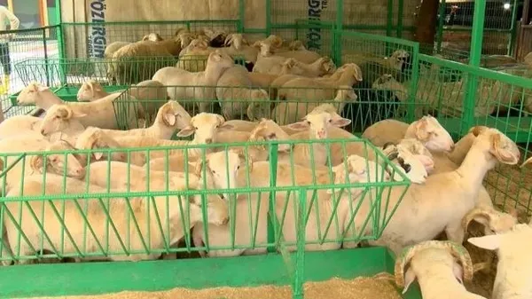 kurban-satisi-icin-23-mayisa-kadar-kayitlar-aliniyor-1716378569908.jpg