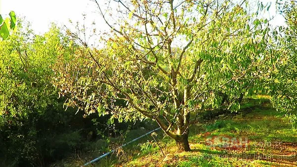 Kaz Dağları eteklerinde kiraz ağaçları çiçek açtı