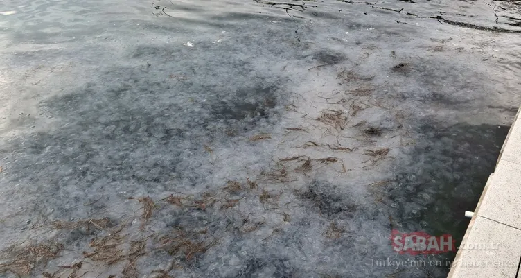 Sinop’ta şaşkına çeviren görüntü: Binlercesi kıyıya vurdu!