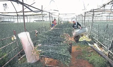 Çiçekten ekmek yiyorlar