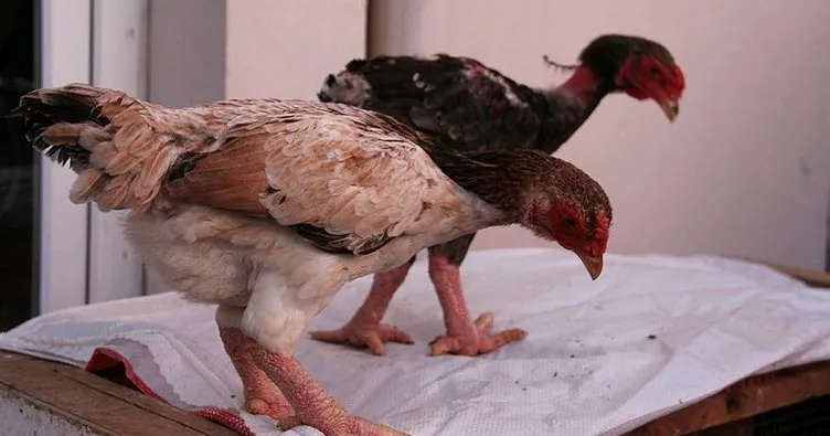 Bu tavuklar kuzu fiyatına satılıyor! Süs tavukları 800 TL’den alıcı buldu
