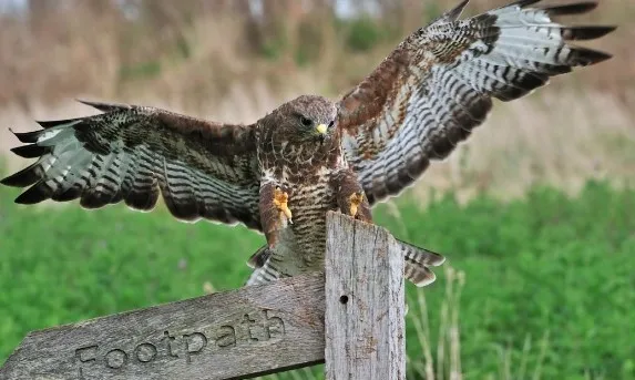 Yoldan geçene kabusu yaşatıyor! Sarışınları hedef alıyor, korkudan yanlarında sopa taşıyorlar