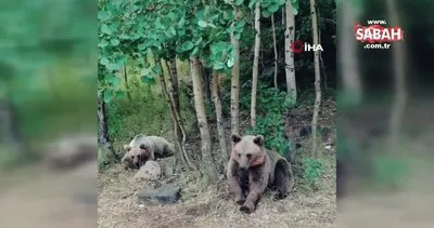 Saldırmazlar dediği ayılar, videosunu çeken kampçıya böyle saldırdı | Video