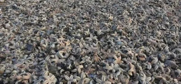 İngiltere'de binlerce deniz canlısı karaya vurdu