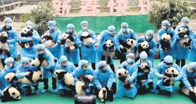 23 yavru panda görücüye çıktı