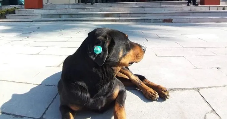 Fatih Belediyesi’nin adını Dost koyduğu köpeğin tedavisi tamamlandı