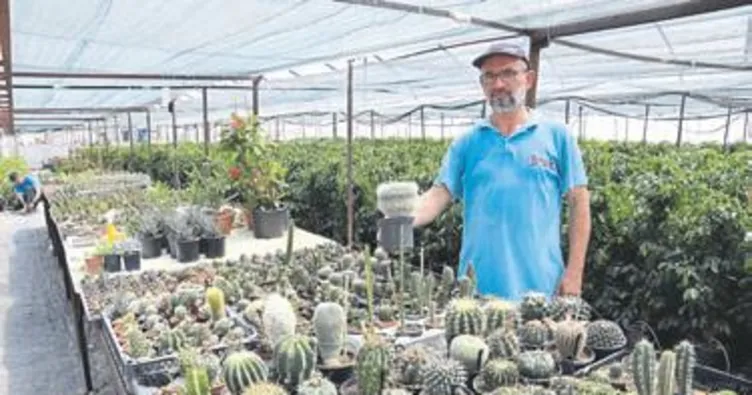 Bitki müzesi gibi sera kurdu