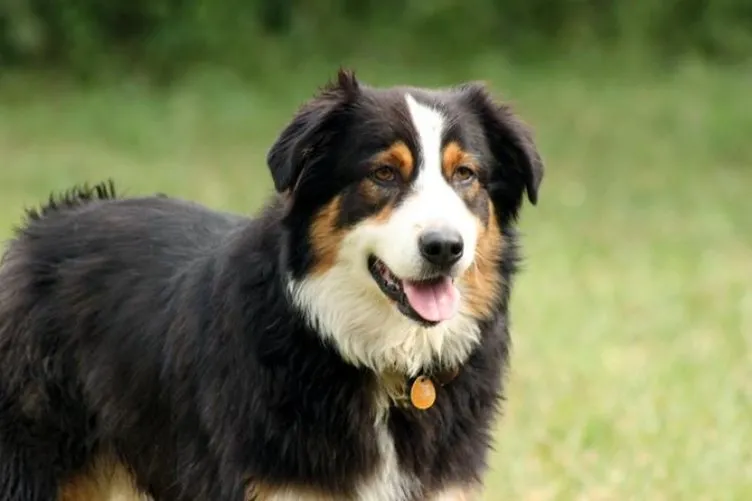 En Güzel Köpek İsimleri 2021 Popüler Dişi ve Erkek Köpek İsimleri