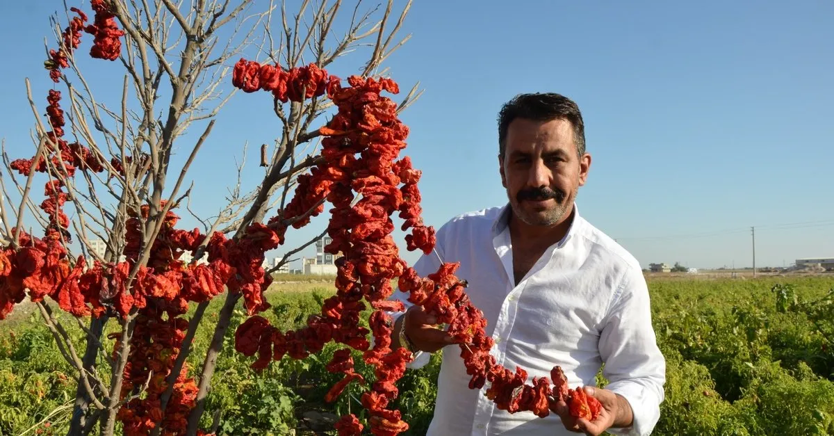 Urfa Isotu Yurt Disina Ihrac Edilecek En Son Haber