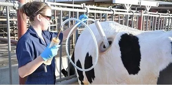 Vahşet! Birkaç litre fazla süt için ineklere yaptıklarına bakın