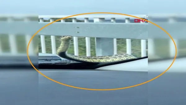 Son dakika haberi... Bursa'da araçta bir görünüp bir kaybolan esrarengiz yılan kamerada | Video