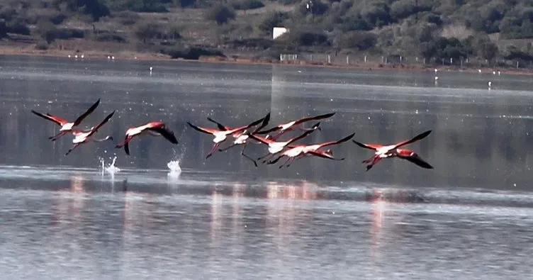 Flamingolar kışa hazılanıyor