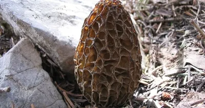 Dünyada bir ilk gerçekleşecek! Kilosunu 2 bin liradan satıyorlardı...