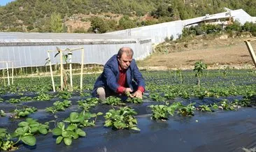 Mersinli çiftçilerin geliri artacak