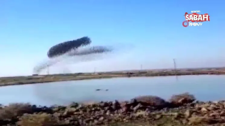 Sığırcık kuşlarının gökyüzündeki dansı görenleri mest etti | Video