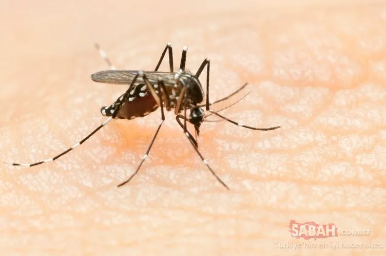 Son dakika haberi: Dünya Sağlık Örgütü açıkladı! Corona virüsü sivrisinek aracılığıyla bulaşır mı?