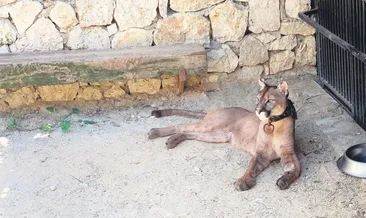 Pumalı silah çetesi