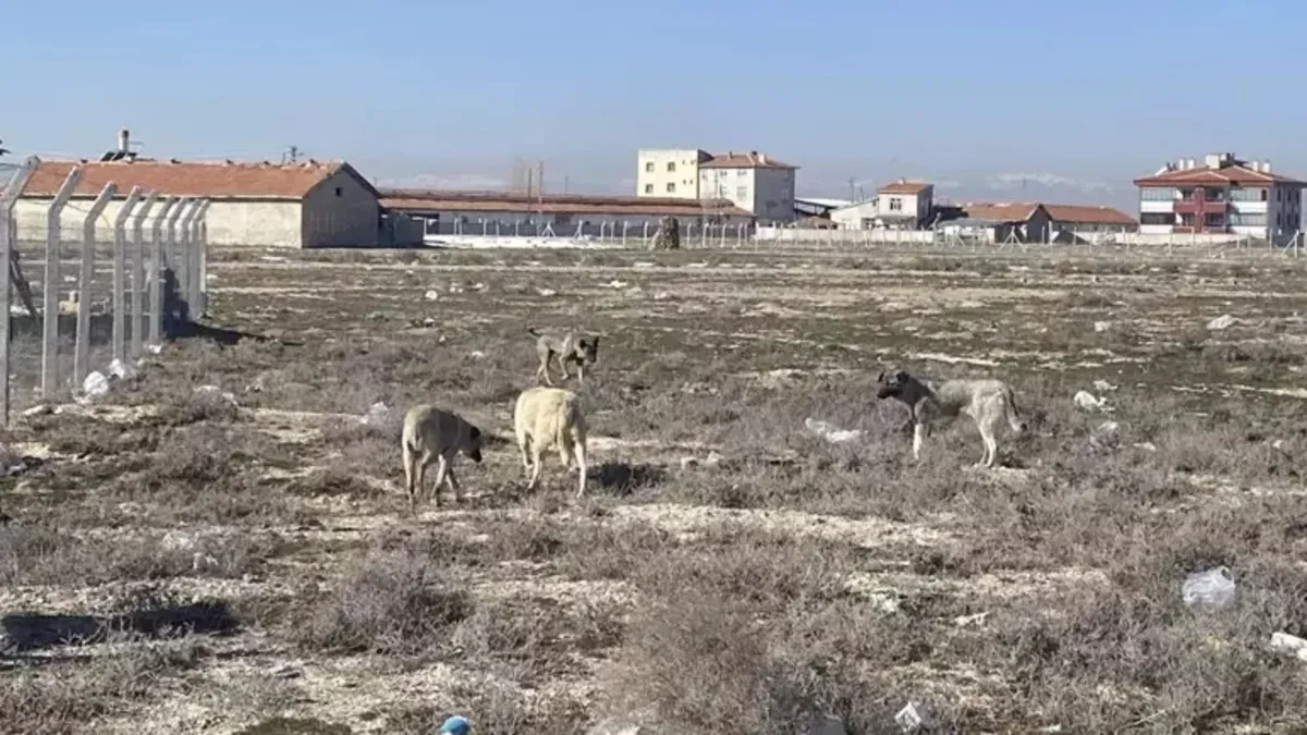 Konya'da köpeklerin saldırdığı bebeğin ölümüne ilişkin soruşturma başlatıldı Konya'da köpeklerin saldırdığı bebeğin ölümüne ilişkin soruşturma başlatıldı