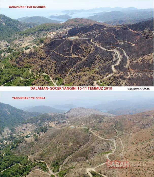 Muğla'da yanan alanlar tekrar yeşeriyor
