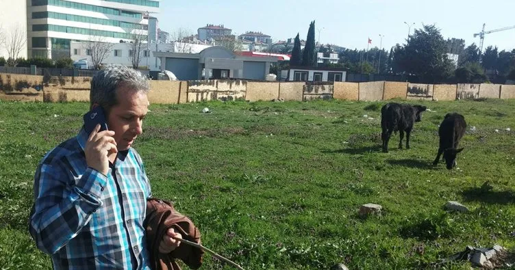 İstanbul’un göbeğinde başıboş inekler şaşırttı
