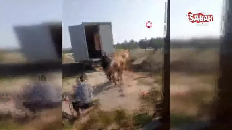 Kurbanlık boğa sahiplerine zor anlar yaşattı | Video