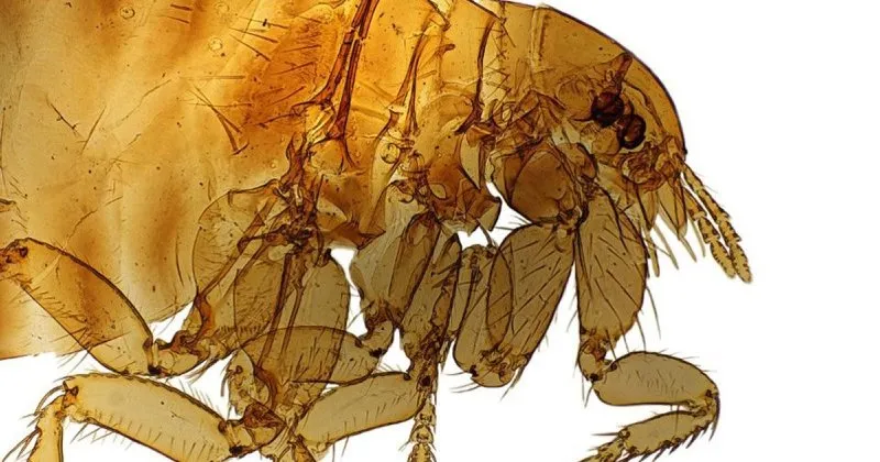 pire isirigina ne iyi gelir pire isirigi kasintisindan kurtulmak icin dogal yollar saglik haberleri