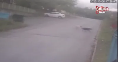 Bakkaldan dönen küçük kıza köpekler saldırdı | Video