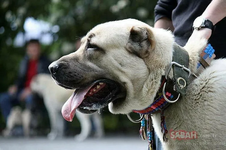 Kangal köpekleri için planlanan 7 milyon liralık dev tesisin temeli atıldı