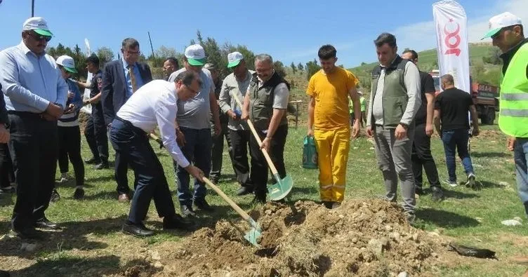 Merzifon’a 3 bin kuşburnu fidanı dikildi