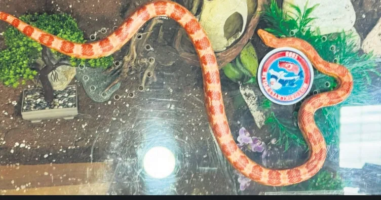 Denetim için durdurulan araçtan zehirli yılan çıktı