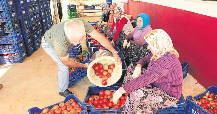 Erdemli domatesi yeni pazar arıyor
