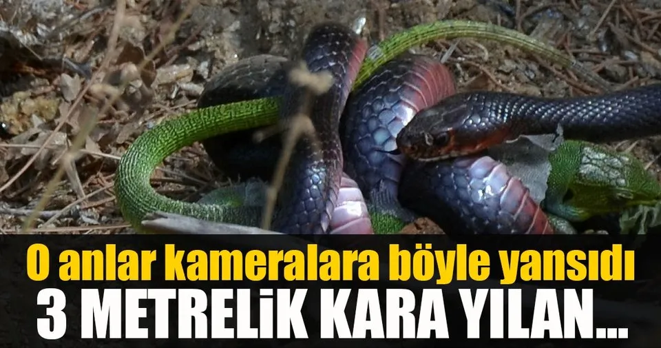 sabah