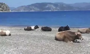 Görenler gözlerine inanamadı! Marmaris’te plajın tadını inekler çıkardı