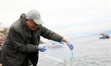 Körfez’e 6 bin balık daha salınacak