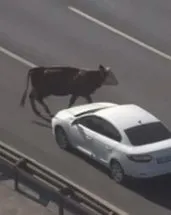 Otoyola giren inekler trafiği altüst etti