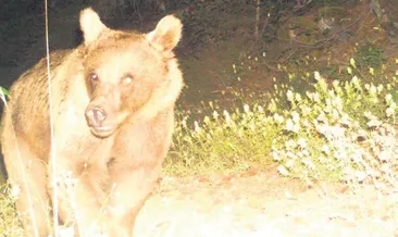 Kış uykusuna yatmayan ayılar 40 evi talan etti #giresun