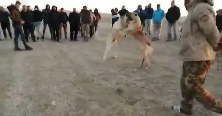 Konya’da köpek dövüştüren kişilere 40 bin lira ceza