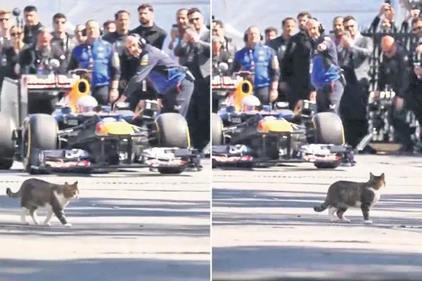 en-iyi-formula-1-tanitimi-kediden-geldi-1777478718733.jpeg