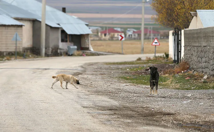 Hatay’da kuduz paniği: Bir mahalle karantinaya alındı!