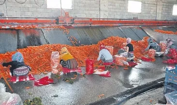 Amik Ovası’nda havuç hasadı