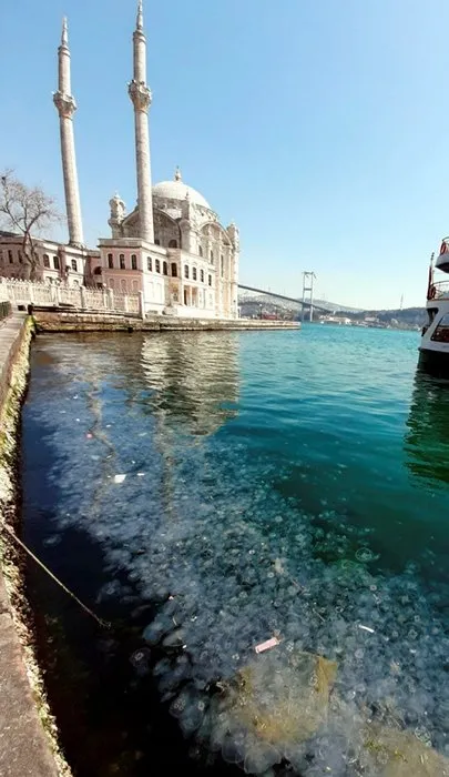 Son dakika | Marmara’da müsilajın ardından yeni tehdit! Balıkçılığı vuracak