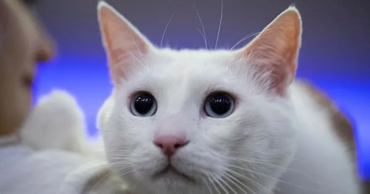 Rüyada kedi görmek nedir, ne anlama gelir? Rüyada yavru, beyaz, kara