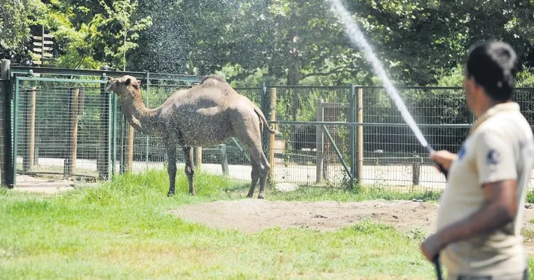 Bunalan hayvanlar buzlu kokteylle serinletildibuzlu