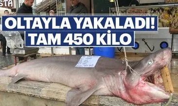 Oltasına 450 kiloluk köpekbalığı takıldı
