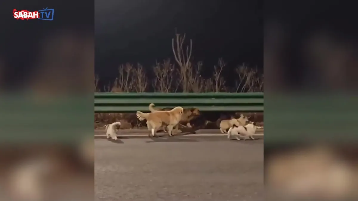 Çalınan 7 köpek 17 kilometre yürüyüp eve geri döndü! Tüm dünya onları konuşuyor… | Video videosunu izle Çalınan 7 köpek 17 kilometre yürüyüp eve geri döndü! Tüm dünya onları konuşuyor… | Video videosunu izle