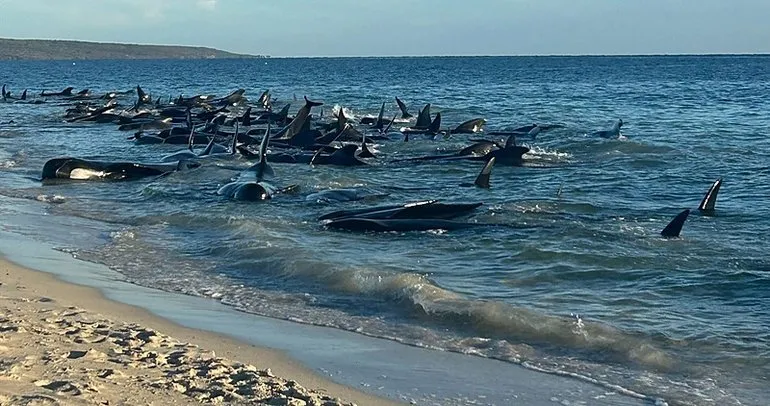 Avustralya’da balinalar kıyıya vurdu! Ekipler kurtarmak için harekete geçti